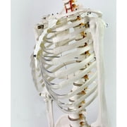 INTBUYING Life Size Human Skeleton Model Medical Full Body Anatomical Teaching Model for Anatomy Teaching and Studying