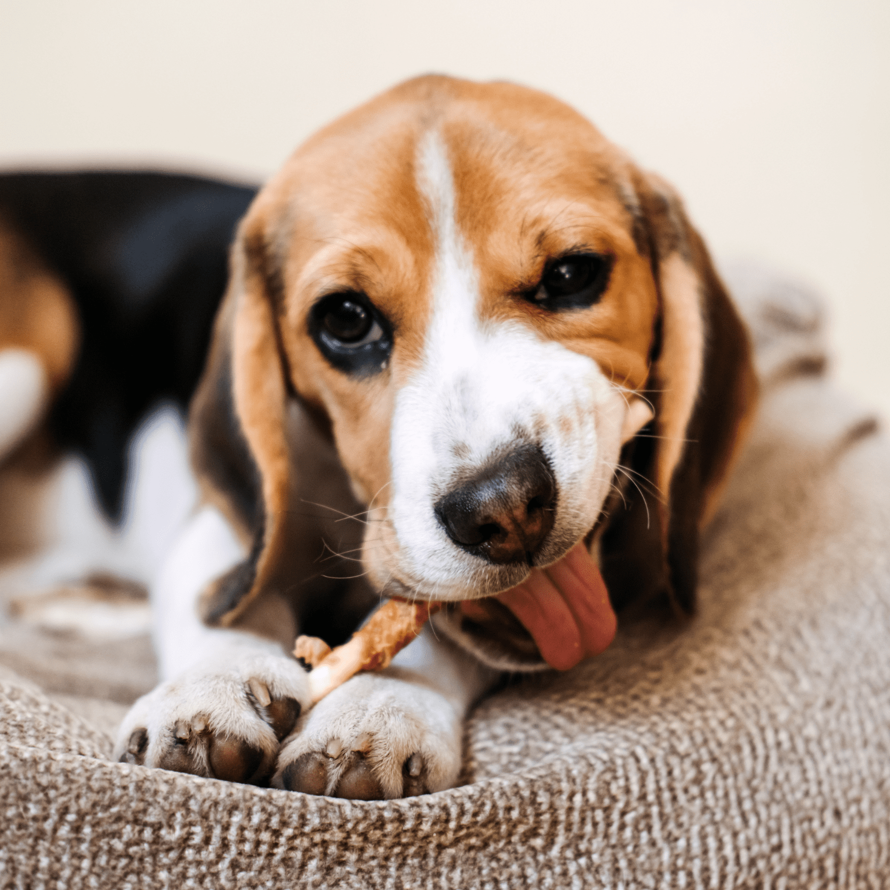 Dr. Marty Better Life Chews 4-in-1 Dental Care For Medium Size Dogs (24 - 59LBS), 15 Sticks, 17.99 oz