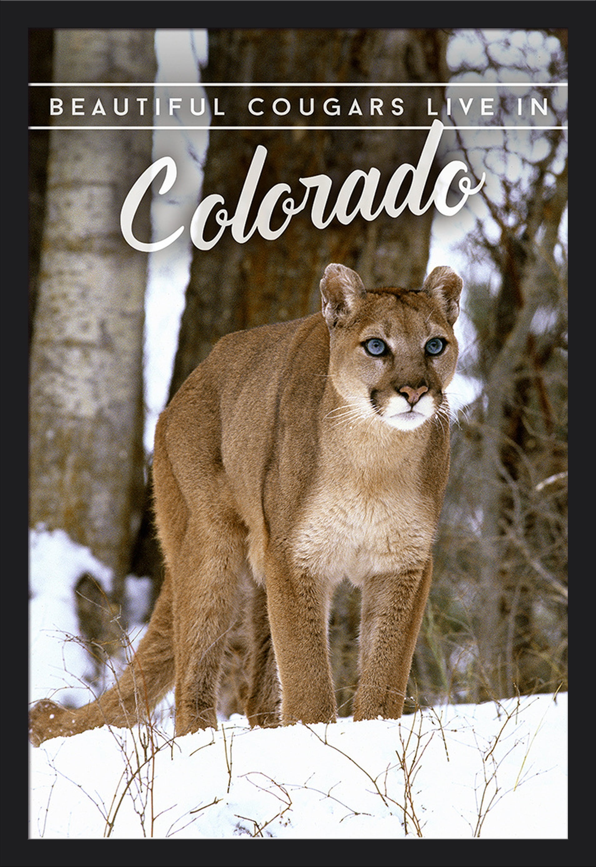 Beautiful Cougars Live in Colorado Cougar in Snow Photography