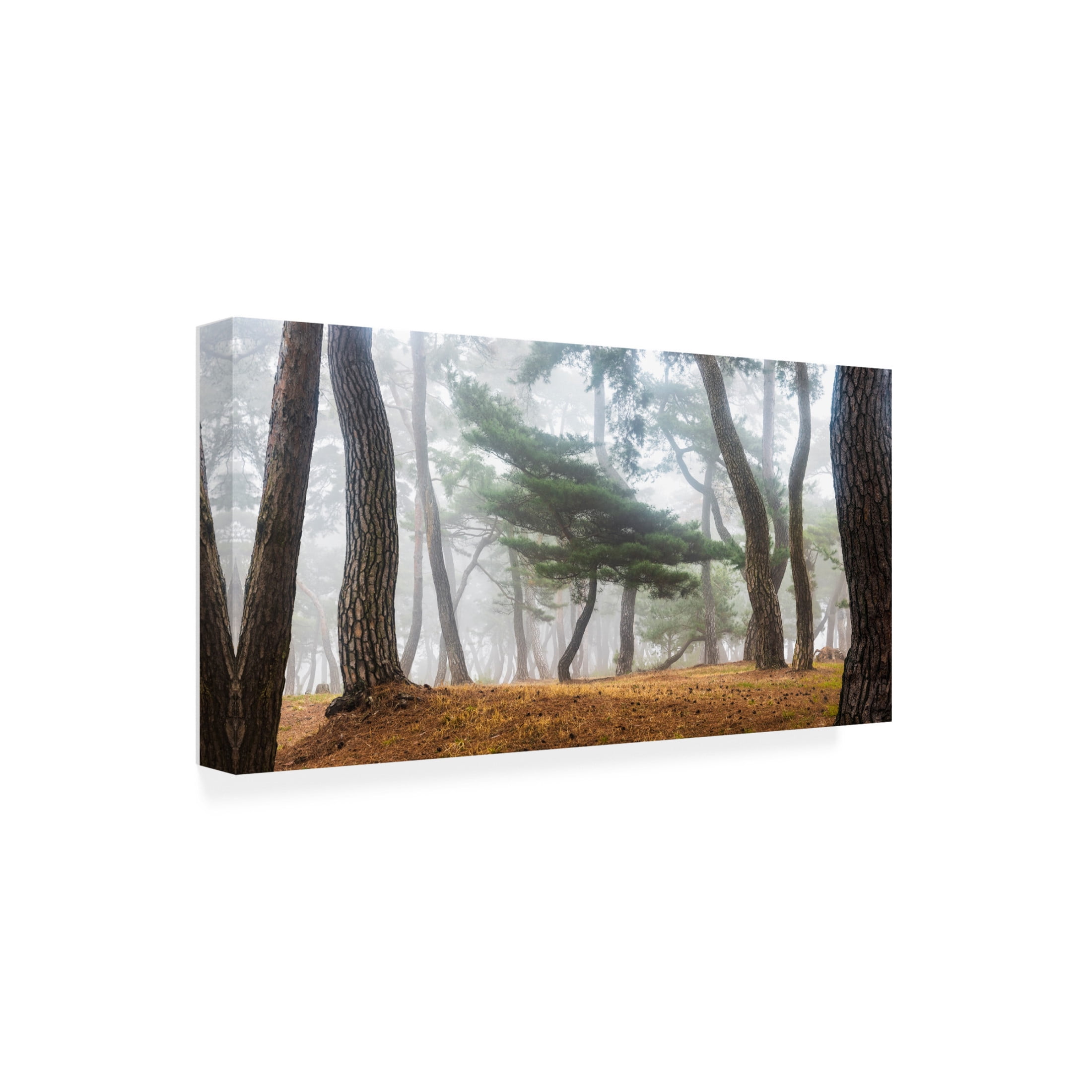 Canvas Wall Art - Jaeyoun Ryu 'In The Misty Pine Forest' Wall Art for Living Room, Bedroom, or Office D?cor by Trademark Fine Art - 24 x 12 Inches