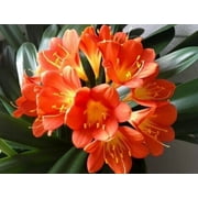 One young Clivia Miniata Lily Indoor Tropical Flowerin medium orange