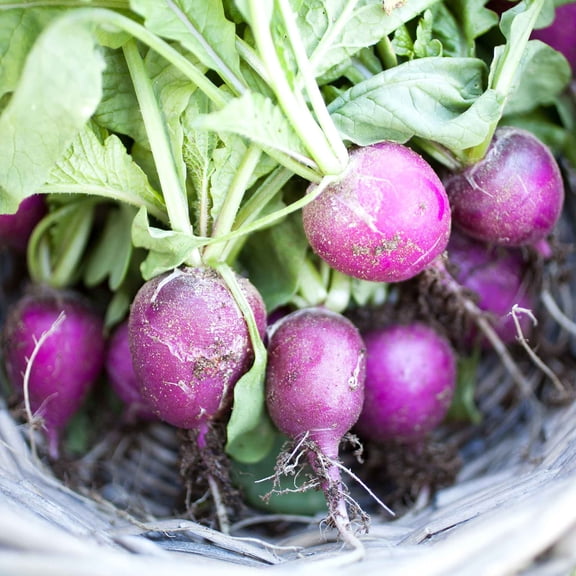 Eden Brothers Radish Seeds - Purple Plum