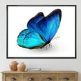 thumbnail image 2 of Designart 'Close Up Of Vibrant Blue Butterfly On White' Modern Framed Canvas Wall Art Print, 2 of 5
