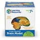 thumbnail image 4 of Recursos de aprendizaje de modelos cerebrales transversales para mayores de 7 años, 4 of 15