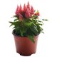 thumbnail image 5 of planta celosia 5", 5 of 6