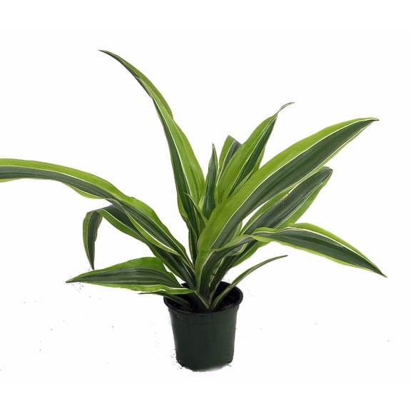 Gold Star Madagascar Dragon Tree - Dracaena - 4" Pot