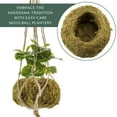 thumbnail image 4 of Esterno Kokedama Hanging Planters (Set of 3, 5.5in Diameter); Japanese Moss Ball Plant Holder for Ferns, Succulents, Orchids Etc, 4 of 7
