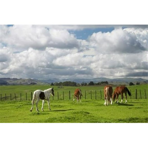 Danita Delimont PDDAU02DWA4007B Horses Farmland Te Kauwhata North Island New Zealand Poster Print by David Wall, 17 x 11