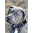 thumbnail image 4 of K-9 Beltz Classic Style Dog Collar with Buckle (Large), 4 of 5