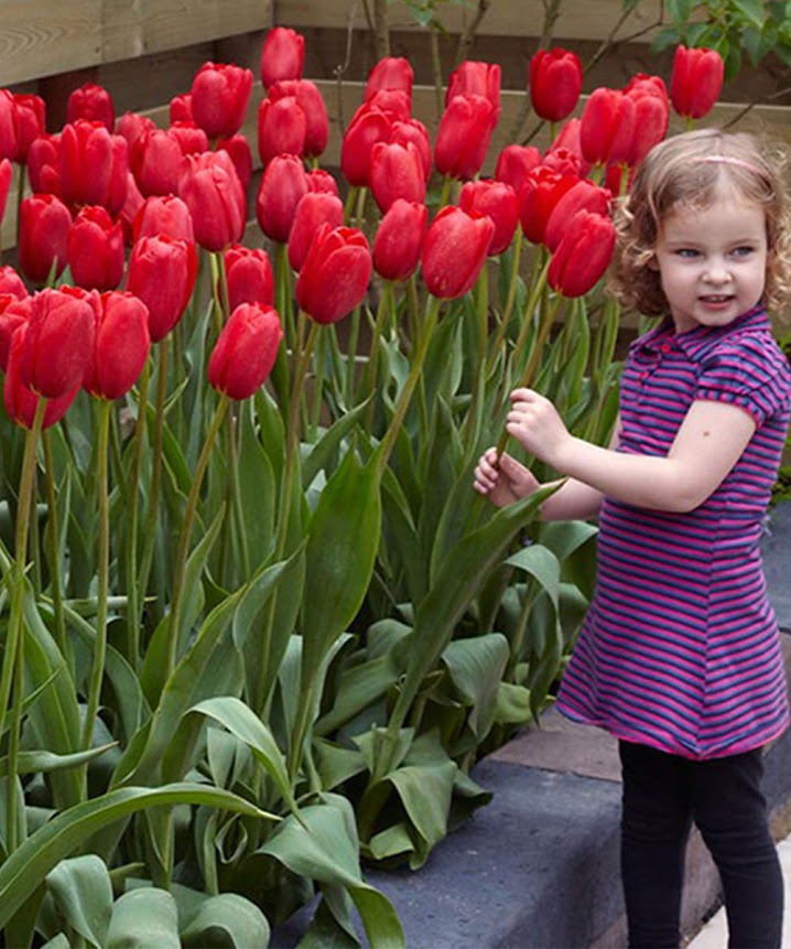 Scarlet Skyscrapers Tulip Flower Bulbs Set of 10