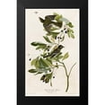 thumbnail image 2 of Vintage Apple Collection 10x14 Black Modern Framed Museum Art Print Titled - Small Green Crested Flycatcher, 2 of 5