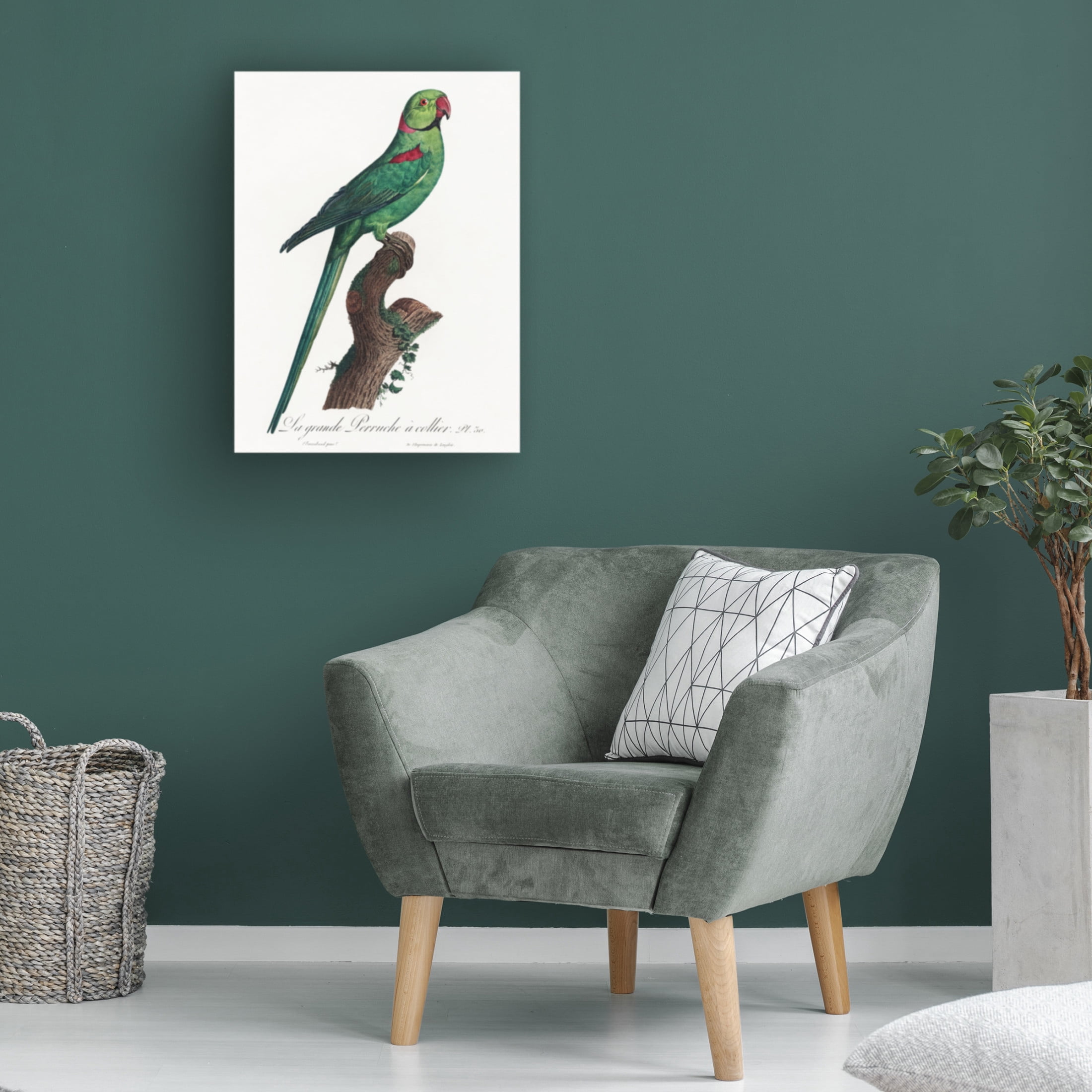 Trademark Fine Art Francois Levaillant  Levaillant Parrot VII Canvas Wall Art