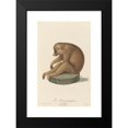 thumbnail image 2 of Jean-Baptiste Audebert 13x18 Black Modern Framed Museum Art Print Titled - The Lazy Lois (1797), 2 of 5