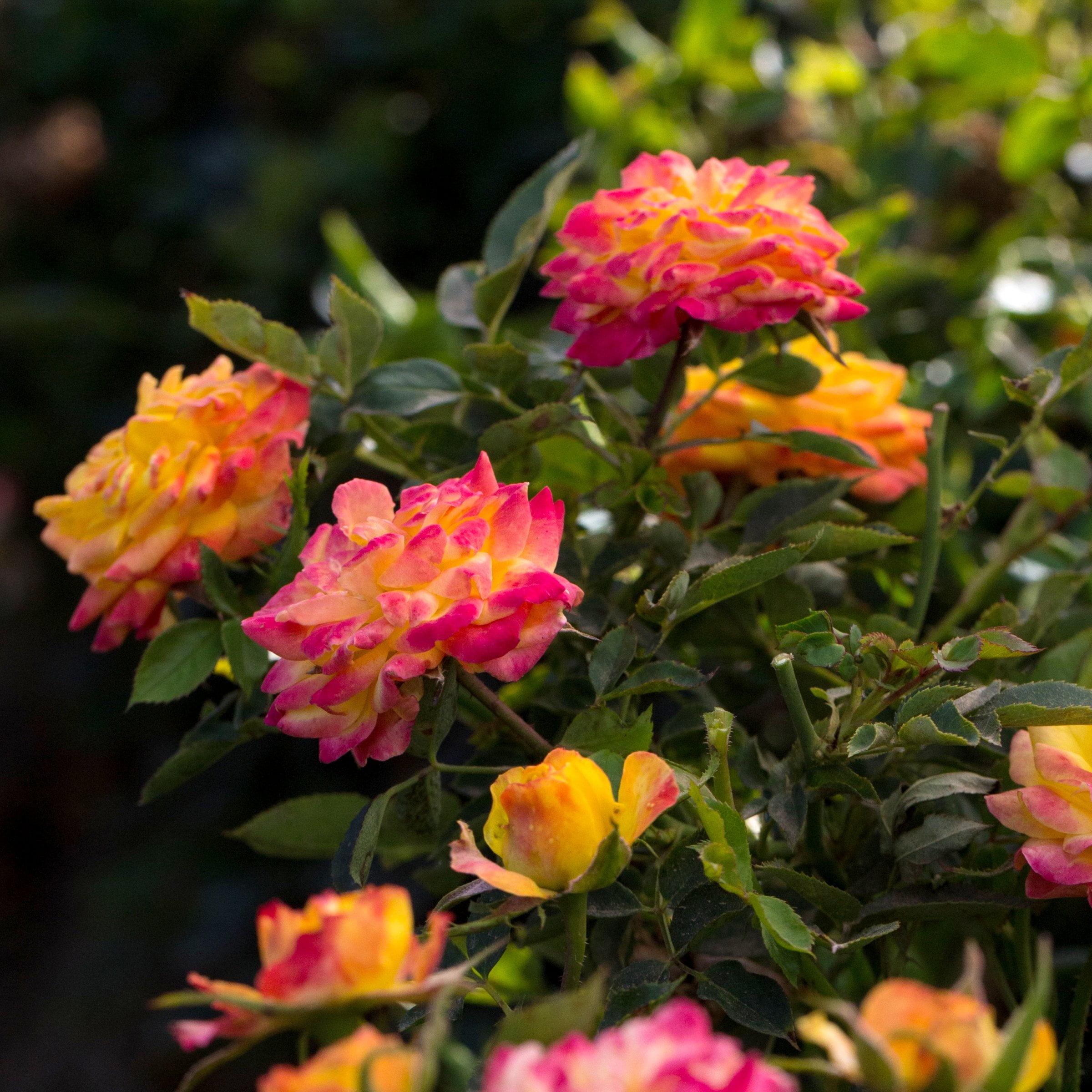 Live Bareroot Rainbow MiniFlora Patio Tree Rose Plant with Multicolor Flowers