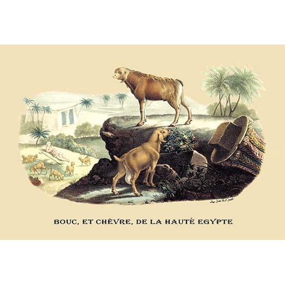 Bouc, et Chevre, de la Haute Egypte (Egyptian Goats)-Fine Art Canvas Print (20" x 30")