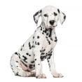 thumbnail image 2 of Side Dalmatian Puppy Sitting Wall Mural Decal by Wallmonkeys Vinyl Peel and Stick Graphic (36 in W x 35 in, 2 of 4