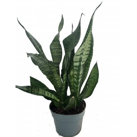 Snake Plant, Mother-In-Law's Tongue - Sansevieria - 6" Pot