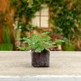 thumbnail image 2 of Live Citronella Geranium Plant Plugs (2-Pack), Pelargonium Citronella Scented Seedlings, 2 of 9