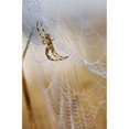 thumbnail image 2 of A European Garden Spider waits in her web; Astoria Oregon United States of America Poster Print, 2 of 2