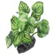 thumbnail image 1 of Plastic Aquatic Plants Ornament For Aquarium Habitat 6.8X4.5X10Cm Light Green Realistic Decoration 1 Set, 1 of 5