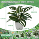 thumbnail image 2 of 4 Macetas Plantas Artificiales Macetas Decorativas Bonsai Belug, Blanco, 2 of 5