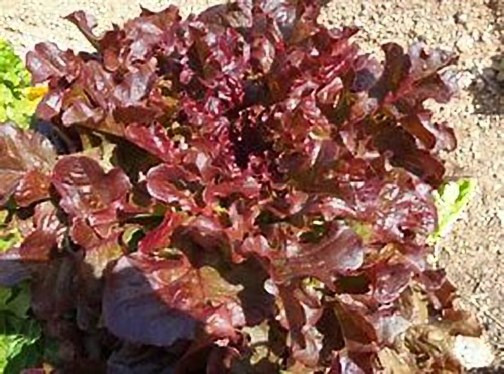 Lettuce Red Salad Bowl Great Heirloom Vegetable By Seed Kingdom 2,000