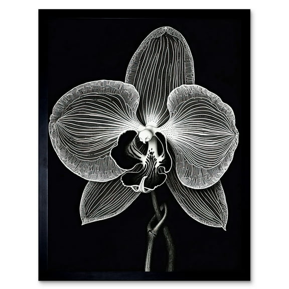 Orchid Flower Bloom Black and White Blind Contour Art Print Framed Poster Wall Decor 12x16 inch