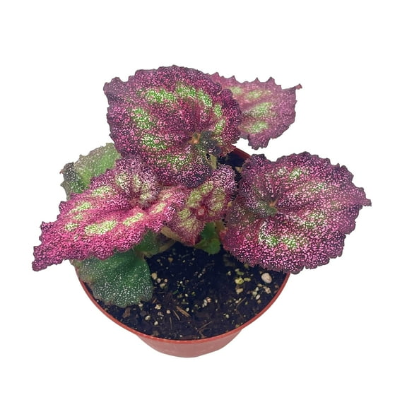 BubbleBlooms Harmony's Glittery Pink Begonia Rex, 4 inch, Sparkling Hot Pink House Plant Moody Mauve Stunning and Dazzling