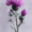 Thistle, variant on Purple Thistle Flower Botanical Wall Art Canvas Print, Living Room Bedroom Office Home Decor