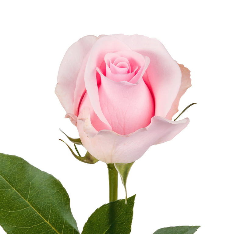 Farm Direct Fresh Light Pink Glitter Roses for Valentine's Day | Light Pink  Glitter Flower Bouquet of 12 Fresh Roses (Dozen) + Vase Included - Fresh