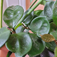 thumbnail image 4 of Hoya Green Plant, Rare Hoya Plant From 4 Inches Tall Bareroot, Indoor Plant Live Houseplant, Trailing Hoya, Rare Vining Plant, 4 of 5