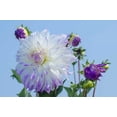 thumbnail image 2 of Shimlock, Jones 32x23 Black Ornate Wood Framed with Double Matting Museum Art Print Titled - Washington Detail of dahlia flowers against sky, 2 of 4