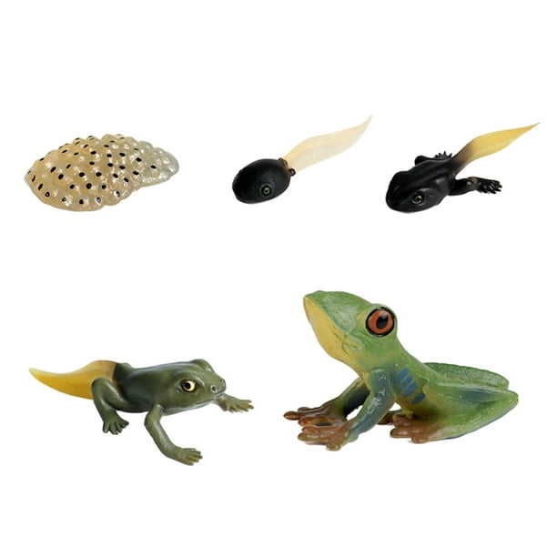 Lipstore Educational Kids Cycle Figure Frog Growth Model Learning Biology Toys Other Multi