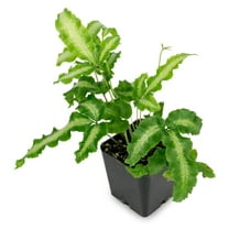 Silver Ribbon Fern - 3 Live Plants in 4 Inch Grower's Pots - Pteris Cretica - Exotic Textured Foliage for Your Home Office Or Garden Space