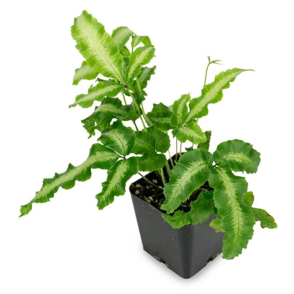 Silver Ribbon Fern - 3 Live Plants in 4 Inch Grower's Pots - Pteris Cretica - Exotic Textured Foliage for Your Home Office Or Garden Space