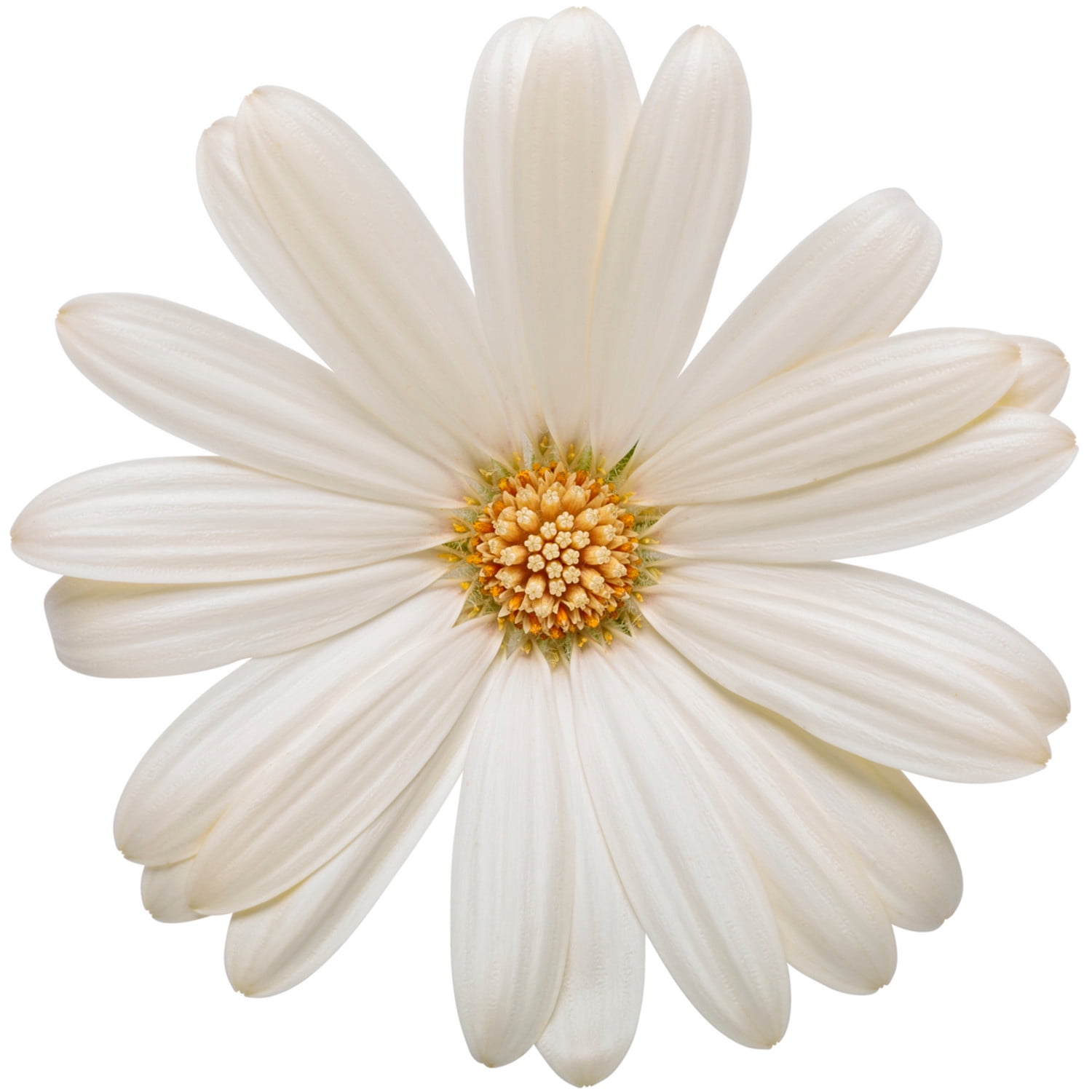 Proven Winners 4" Bright Lights White African Daisy Live Plant in 4.25" Pot (4 Count)