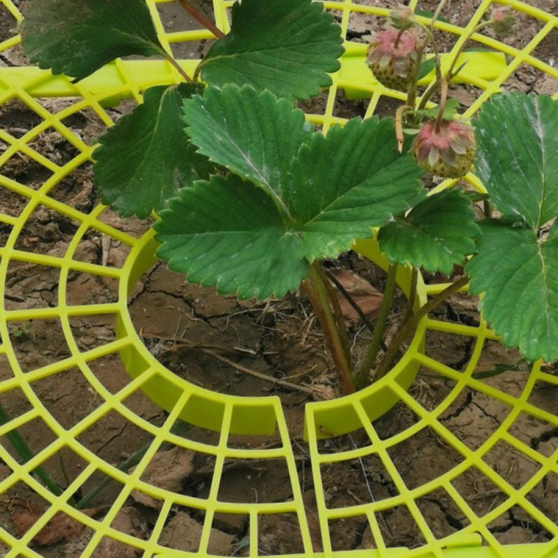 5 Pcs Strawberry Plant Support Cradle Rack Strawberry Plastic Rack For