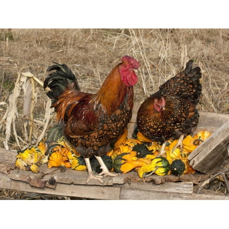 Wyandotte (Breed) Rooster and Hen Print Wall Art By Lynn M.
