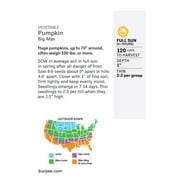 Burpee Big Max Pumpkin Vegetable Seed, 1-Pack