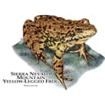 thumbnail image 3 of CafePress - Sierra Nevada Yellow Legged Frog Mug - 11 oz Ceramic Mug - Novelty Coffee Tea Cup, 3 of 6