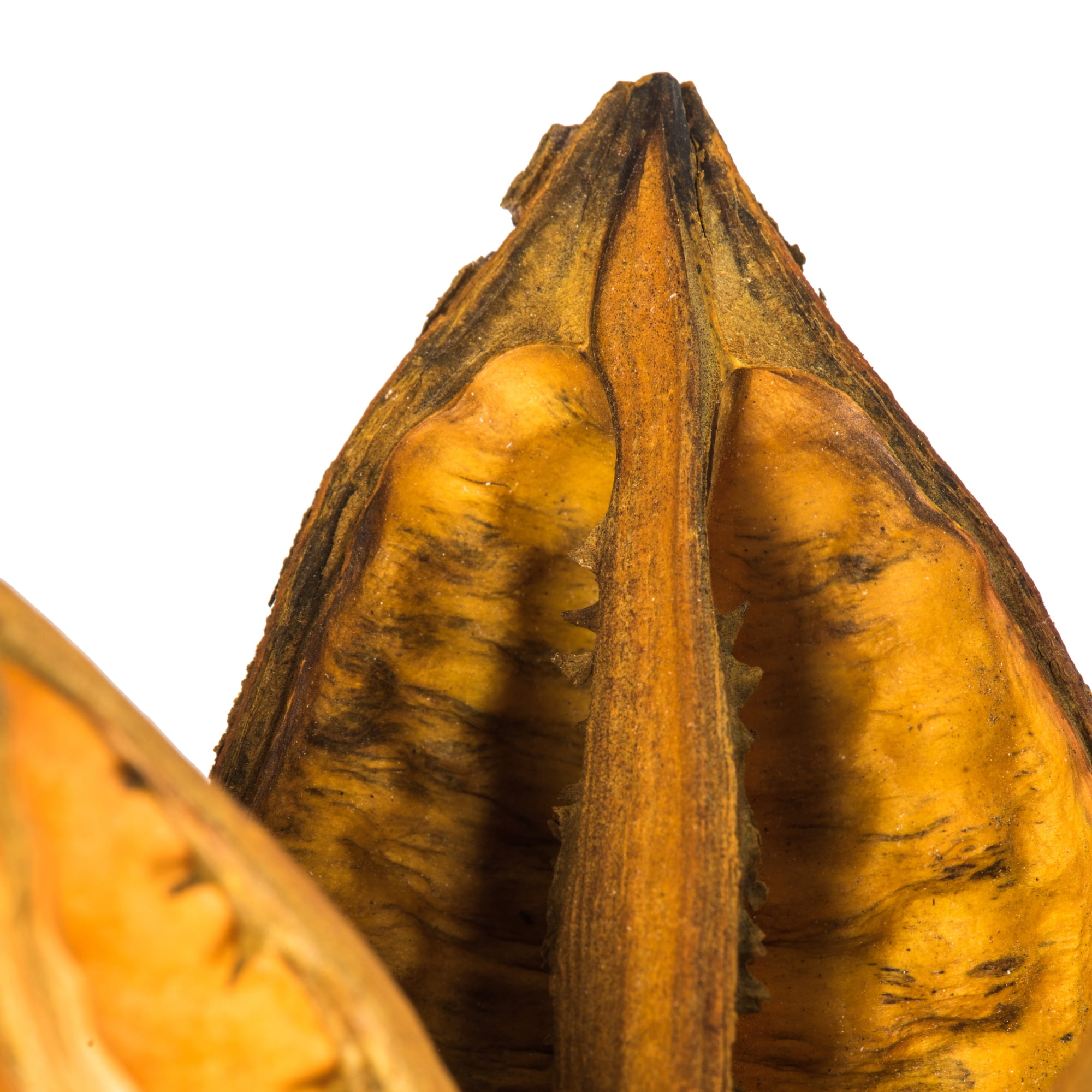 Vickerman 16" Aspen Gold Sora Pod attached to a Wood Stem.  Includes 5 Stems per Pack, Dried