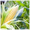 thumbnail image 2 of Everwilde Farms - 1 lb Early Xtra Sweet F1 Hybrid Yellow Sweet Corn Seeds - Gold Vault Bulk Seed Packet, 2 of 3