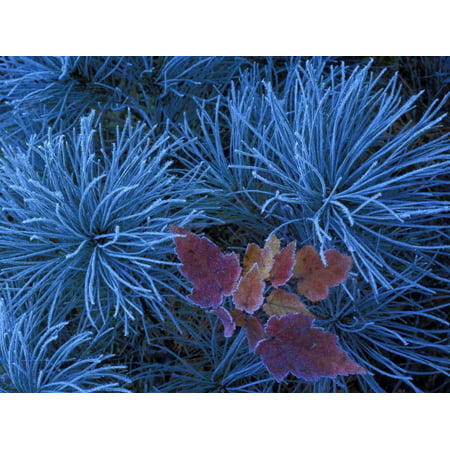 Frosty Maple Seedling in Pine Tree, Wetmore, Michigan, USA Print Wall Art By Claudia