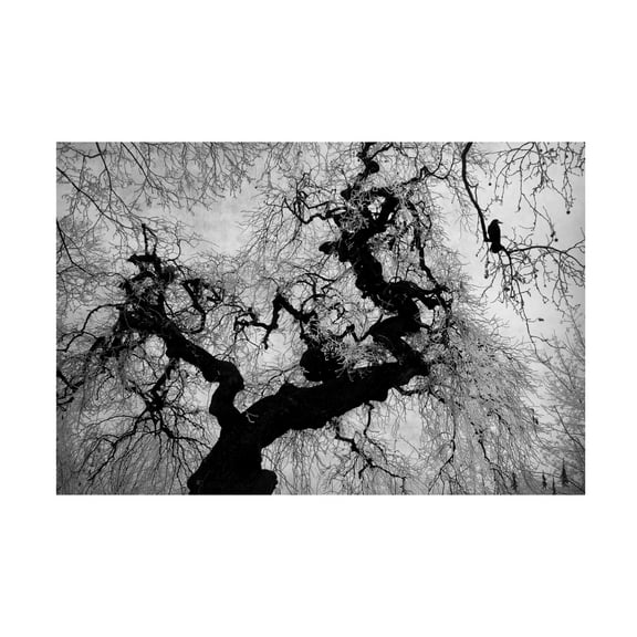 Trademark Fine Art Nicoleta Gabor  if on a winter's day Canvas Wall Art