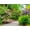 Unframed, variant on Art.com USA, Washington State. Bellevue and the Bellevue Botanical Gardens springtime blooming Rhododendron Stretched Canvas Print Wall Art by Sylvia Gulin, 16" x 12"