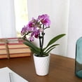 thumbnail image 3 of Just Add Ice 6-10" Pink Mini Orchid Live Plant in 2.5" White Ceramic Pot, House Plant, 3 of 7