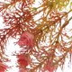 thumbnail image 4 of CRILSTYLEO 5Ud Ramas Decorativas Artificiales Rojas Ideales Para Arreglos Y Ambientes Festivos, 4 of 5