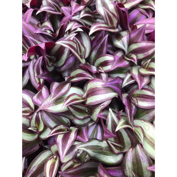 AUGUST BREEZE FARM Tradescantia Zebrina Live Plants in None (5 Count)