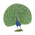 thumbnail image 1 of Figura Papo Pavo Real, 1 of 5