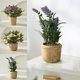 thumbnail image 1 of Bonsi decorativo, pequeño lavanda, vaso gris, estantera living, para hogar, estilo moderno, material plástico, diseño vertical, para dormitorio, 1 of 6